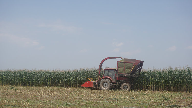  青貯玉米收割現(xiàn)場